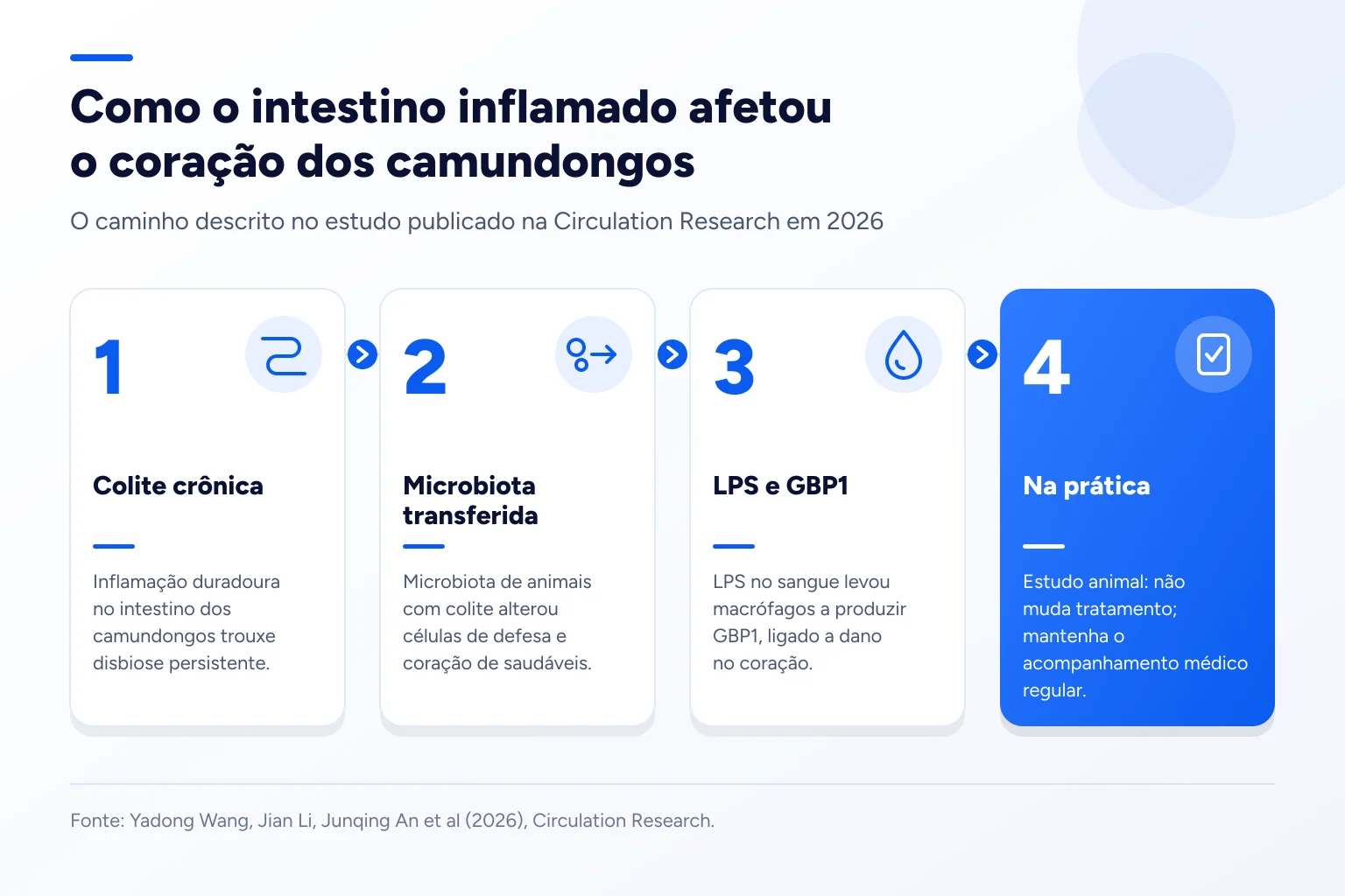 Infográfico: Como o intestino inflamado afetou o coração dos camundongos