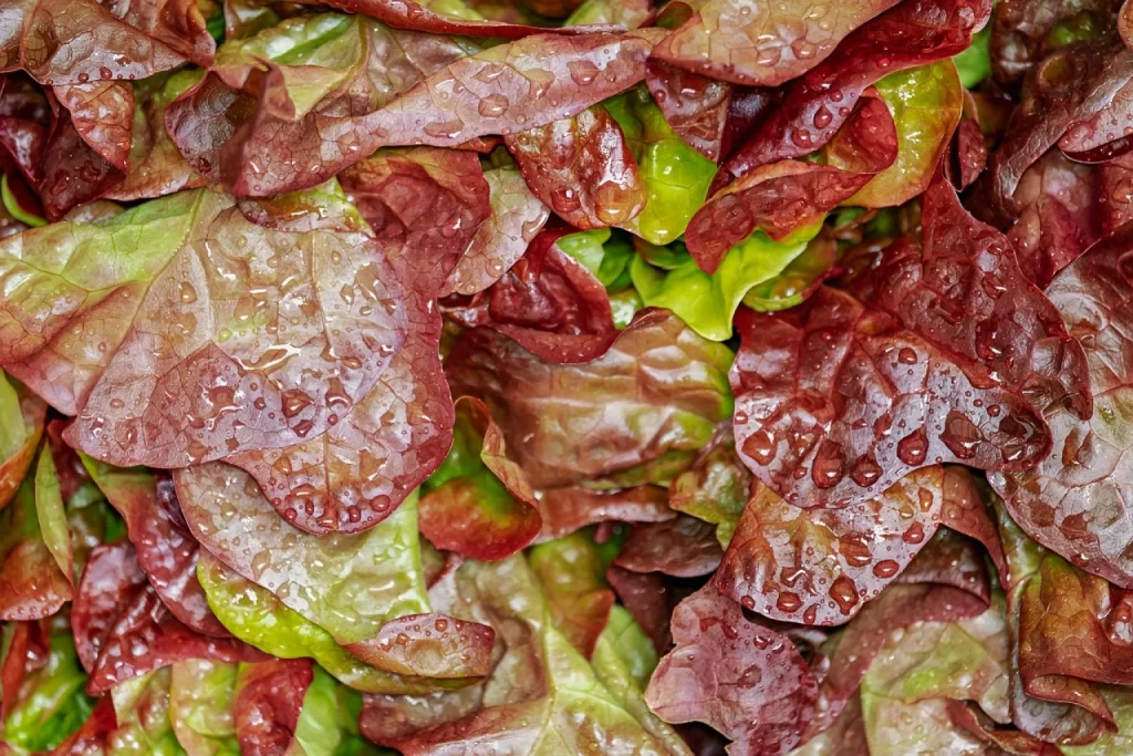 Mulher lavando folhas de alface na pia da cozinha, com coentro, tomates e macaxeira da feira ao lado